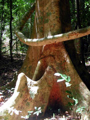 Buttress roots, photo: Kathryn Doody