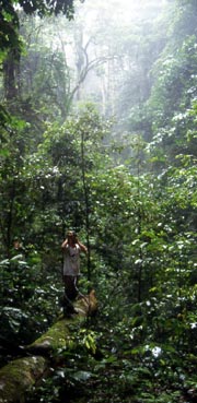 Researcher in Forest. Photo: Francesco Menegon